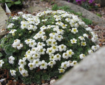 Myosotis glabrescens (sp Eyre Mountains) 